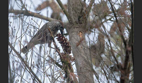 Tannenhäher (Nucifraga caryocatactes)