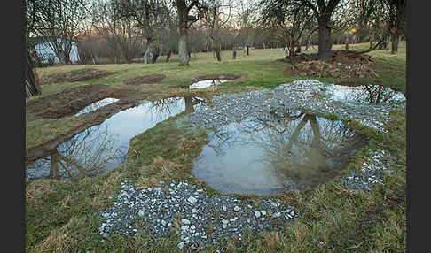 Streuobstwiese (meadow orchard)