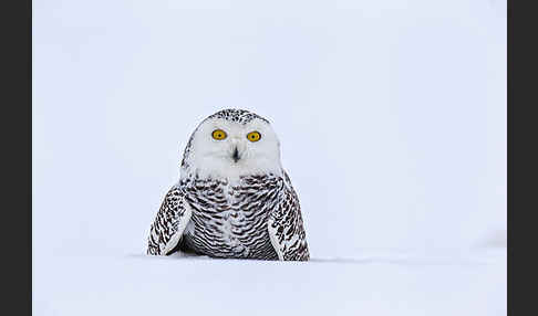 Schnee-Eule (Bubo scandiacus)