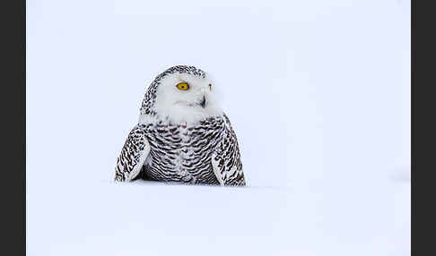 Schnee-Eule (Bubo scandiacus)