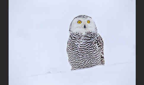 Schnee-Eule (Bubo scandiacus)