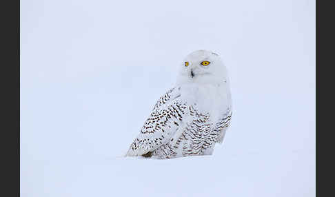 Schnee-Eule (Bubo scandiacus)