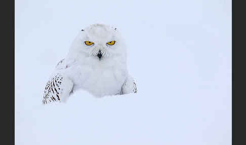 Schnee-Eule (Bubo scandiacus)