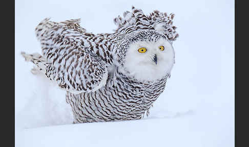 Schnee-Eule (Bubo scandiacus)