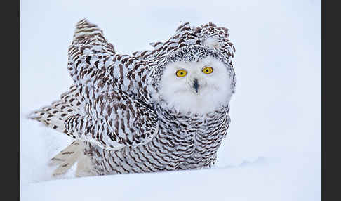 Schnee-Eule (Bubo scandiacus)