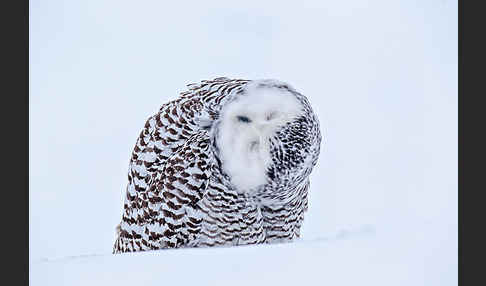 Schnee-Eule (Bubo scandiacus)