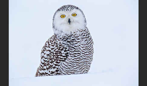 Schnee-Eule (Bubo scandiacus)