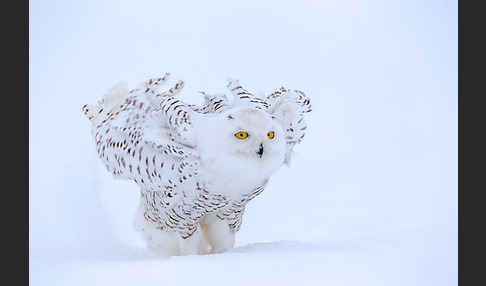 Schnee-Eule (Bubo scandiacus)