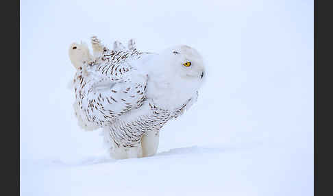 Schnee-Eule (Bubo scandiacus)