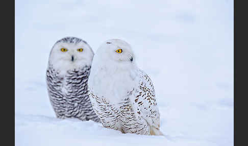 Schnee-Eule (Bubo scandiacus)