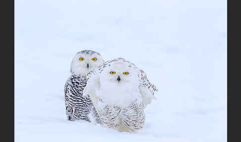 Schnee-Eule (Bubo scandiacus)