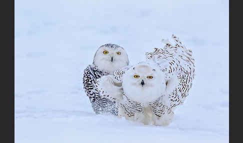 Schnee-Eule (Bubo scandiacus)