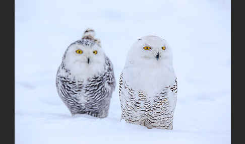 Schnee-Eule (Bubo scandiacus)