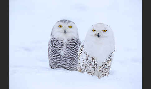 Schnee-Eule (Bubo scandiacus)