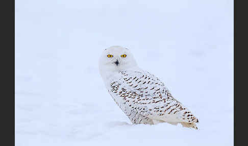 Schnee-Eule (Bubo scandiacus)