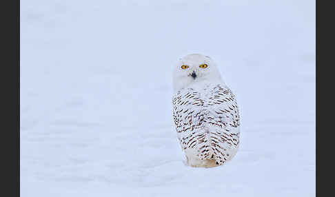 Schnee-Eule (Bubo scandiacus)