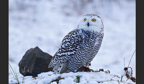 Schnee-Eule (Bubo scandiacus)