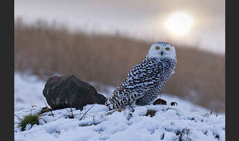 Schnee-Eule (Bubo scandiacus)