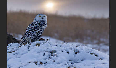 Schnee-Eule (Bubo scandiacus)