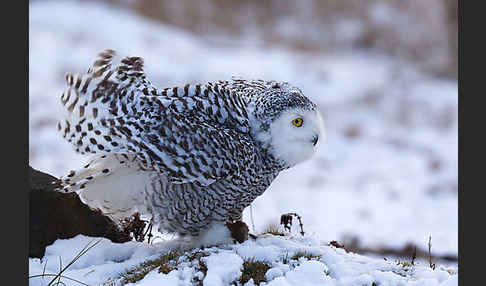 Schnee-Eule (Bubo scandiacus)