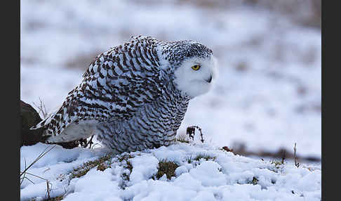 Schnee-Eule (Bubo scandiacus)