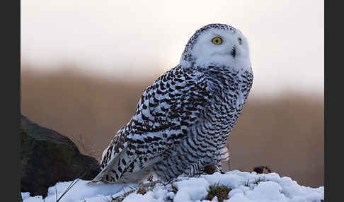 Schnee-Eule (Bubo scandiacus)