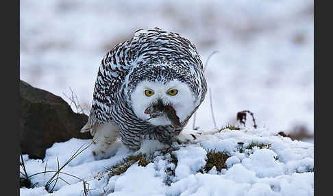 Schnee-Eule (Bubo scandiacus)