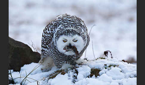 Schnee-Eule (Bubo scandiacus)