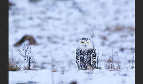 Schnee-Eule (Bubo scandiacus)