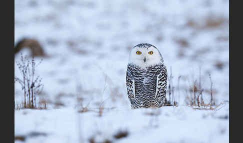 Schnee-Eule (Bubo scandiacus)