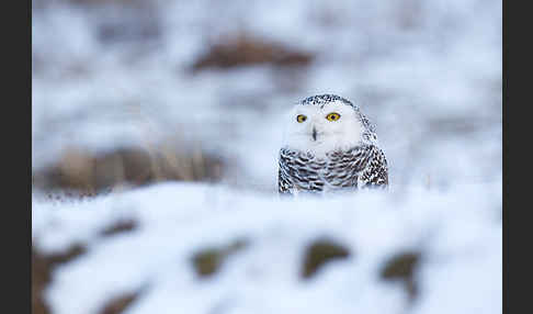 Schnee-Eule (Bubo scandiacus)