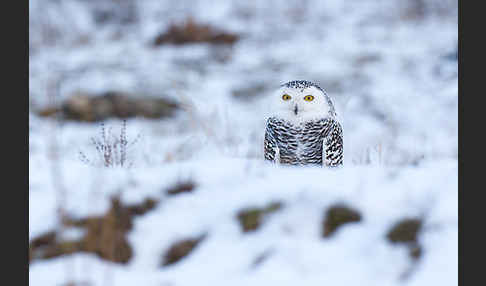 Schnee-Eule (Bubo scandiacus)