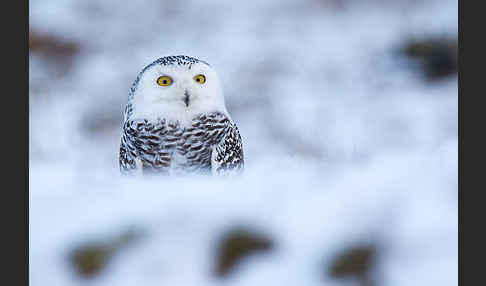 Schnee-Eule (Bubo scandiacus)