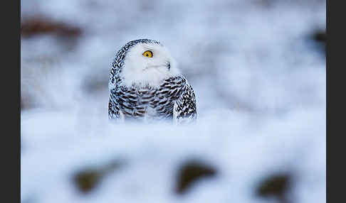 Schnee-Eule (Bubo scandiacus)