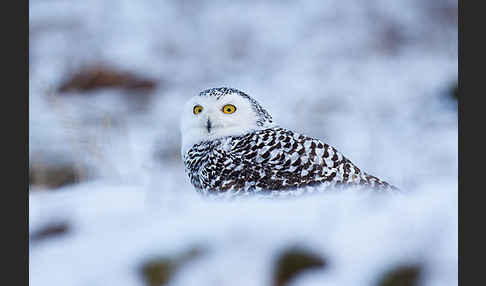 Schnee-Eule (Bubo scandiacus)