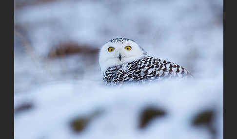 Schnee-Eule (Bubo scandiacus)