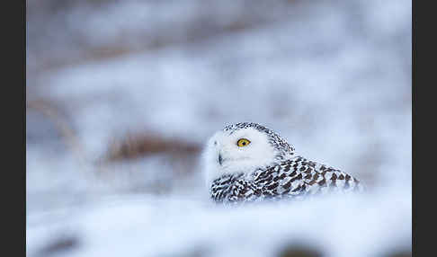 Schnee-Eule (Bubo scandiacus)