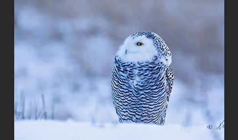 Schnee-Eule (Bubo scandiacus)