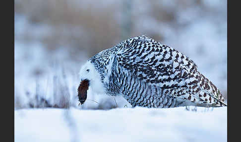 Schnee-Eule (Bubo scandiacus)