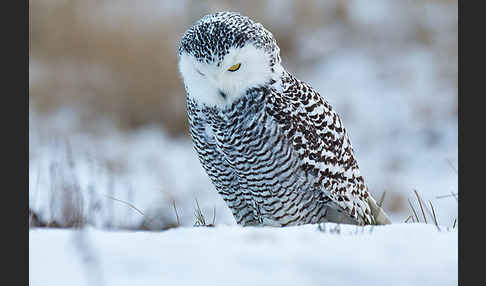 Schnee-Eule (Bubo scandiacus)