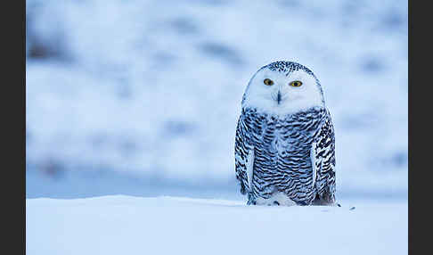 Schnee-Eule (Bubo scandiacus)