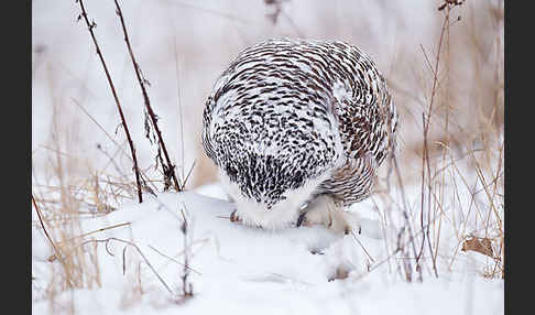 Schnee-Eule (Bubo scandiacus)