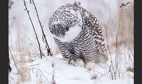 Schnee-Eule (Bubo scandiacus)