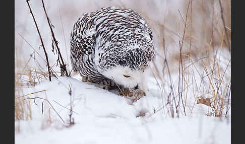 Schnee-Eule (Bubo scandiacus)