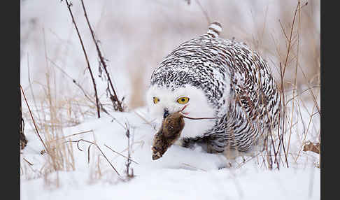 Schnee-Eule (Bubo scandiacus)