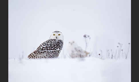 Schnee-Eule (Bubo scandiacus)