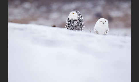 Schnee-Eule (Bubo scandiacus)