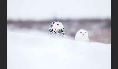 Schnee-Eule (Bubo scandiacus)