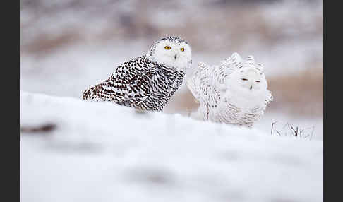 Schnee-Eule (Bubo scandiacus)