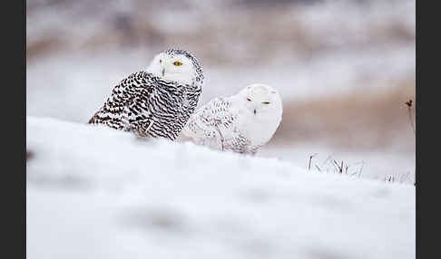 Schnee-Eule (Bubo scandiacus)